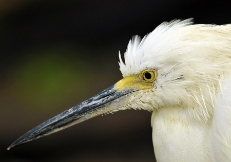 White Egret Close-upの写真素材