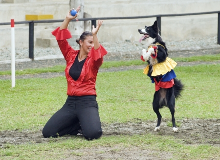 QUIMBAYA, COLOMBIA - AUGUST 12: Border Collie dog dancing and performing tricks on August 12, 2012 in Quimbaya, Colombia. Border Collie dogs are known to be one of the most intelligent dog breeds.のeditorial素材