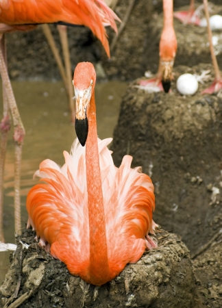 Nesting Flamingosの写真素材
