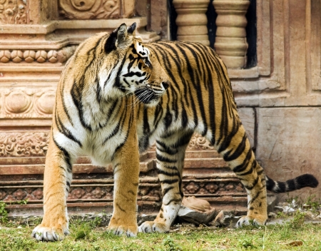 Bengal Tiger by Indian Structureの写真素材