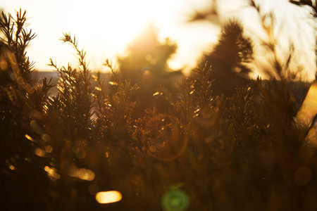 Nature