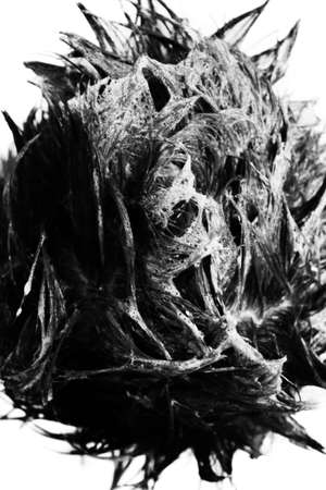 Shampooed Hairの写真素材