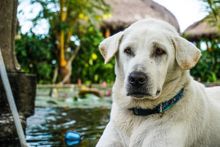 A closeup of a golden labrador retriever looking away from the camera next to a pondの写真素材