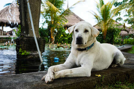 A golden labrador retriever lies down next to a pond with its paws outstretchedの写真素材