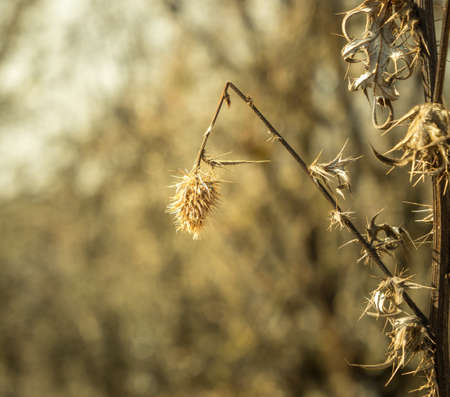 wheat plant closeup found in hilly areas of Indiaの写真素材