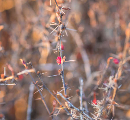 red plant with thorns found in the West Bengal trekの写真素材