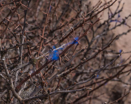 blue plant with thorns found in the West Bengal trekの写真素材