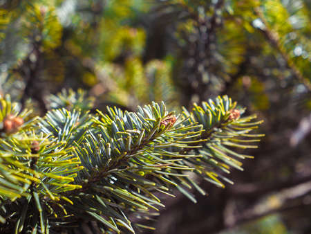 pine like tree found in himalayan treksの写真素材