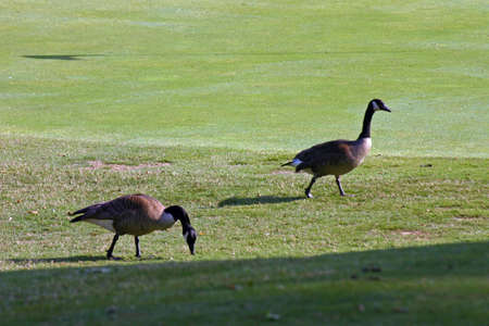Ducks on Greenの写真素材