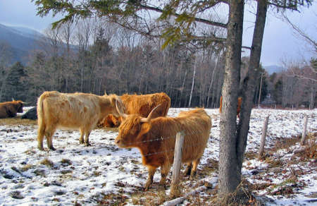 Cattleの写真素材