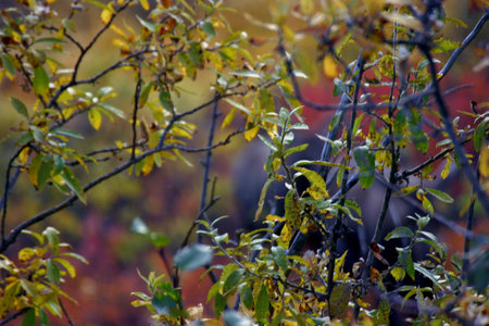 Autumn Leaves