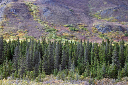 Green Slopesの写真素材