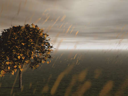 Golden Rainの写真素材