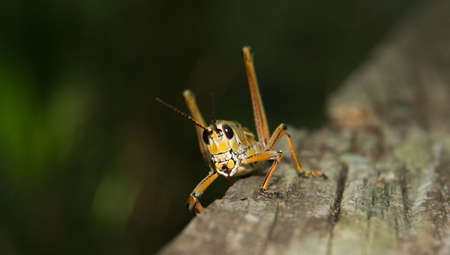 Grasshopper1の写真素材