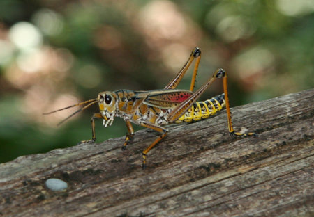 Grasshopper3
