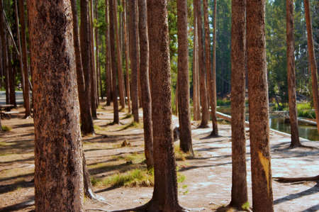 Treesの写真素材