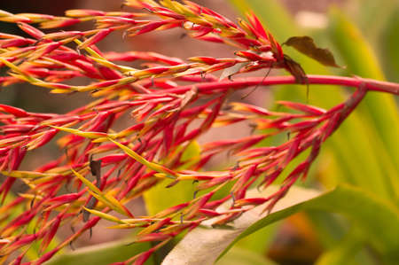 Flowerの写真素材