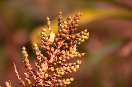 Flowerの写真素材