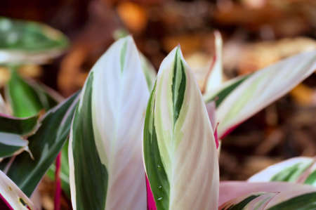 Plantの写真素材