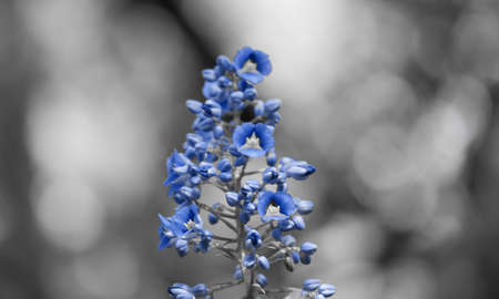 Flowerの写真素材