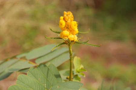 Flowerの写真素材