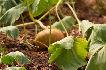 Gourdの写真素材