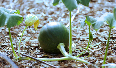 Gourdの写真素材