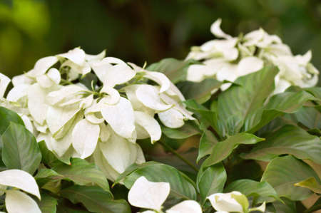 Flowerの写真素材