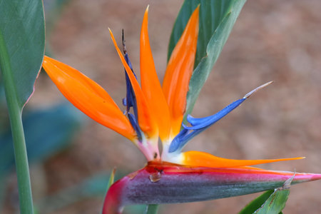 flower20の写真素材