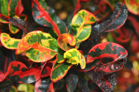 Bright Bush
