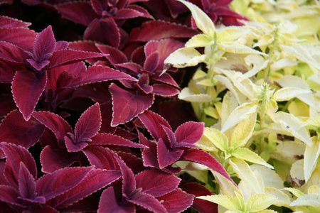 Flowersの写真素材