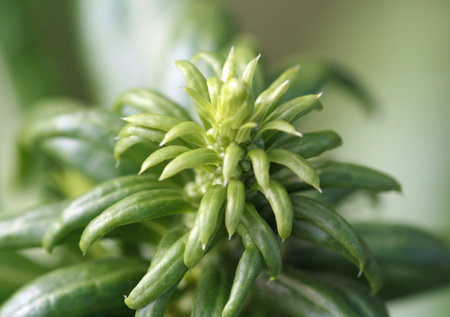 Alaskan Plant