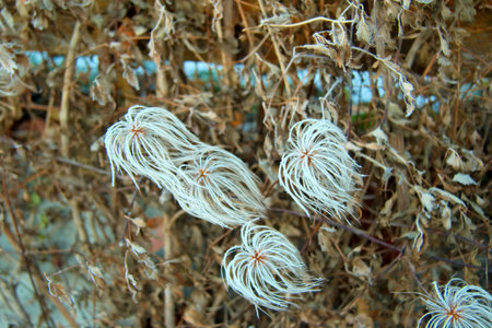 Winter growth