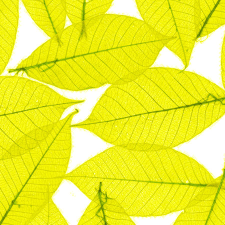 leafy