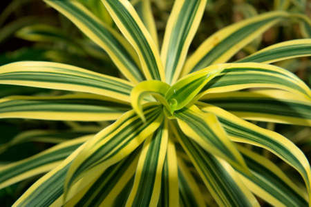 plantの写真素材