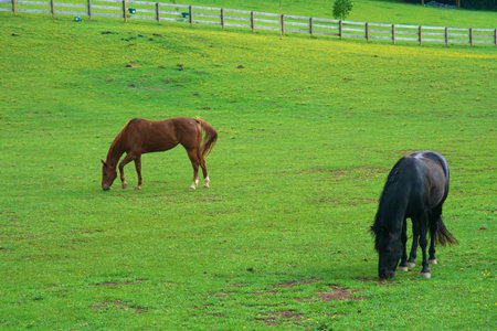 Horses Grazing
