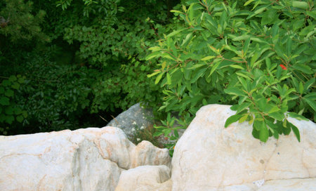 Deep in the forest of the Smoky Mountainsの写真素材