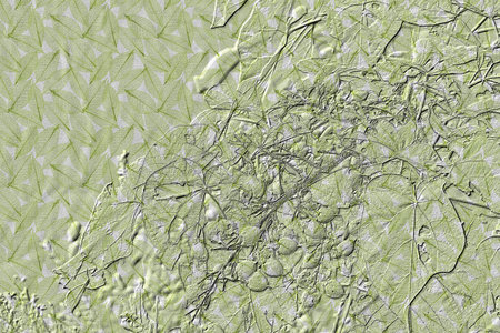 New Summer Growth on Lush Tennessee Plantの写真素材