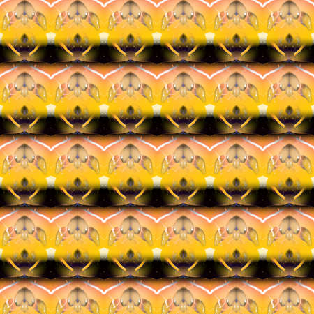 Vivid Patternsの写真素材