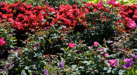 Colorful flowering plants in a Florida tropical settingの写真素材
