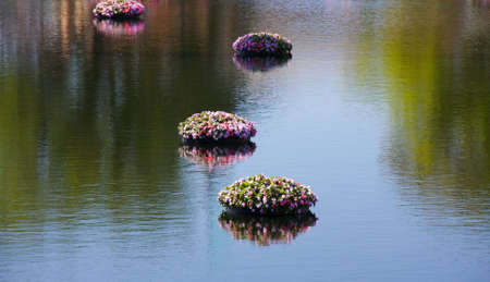 Flowers floating in a tropical lake setting in Floridaの写真素材