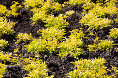 Colorful flowering plants in a Florida tropical settingの写真素材