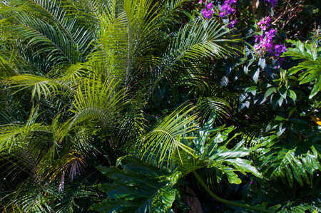 Colorful flowering plants in a Florida tropical settingの写真素材