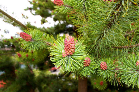 Uniquely colord pine cones on a tree in Washington.の写真素材