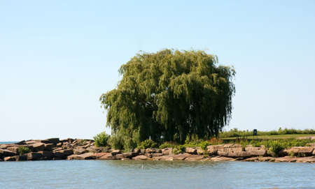 Nice tree on a piece of land off of Lake Erie in Ohio.の写真素材