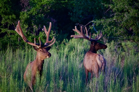 Two Bull Elk in Green Field at Sunsetの写真素材