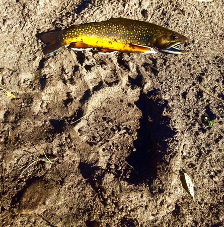 Brook Trout and Bear Print on Riverbankの写真素材