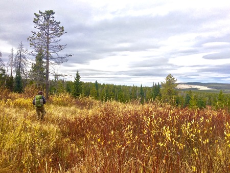 Fall Hike through the Willows and Pines on a Cloudy day in Montanaの写真素材