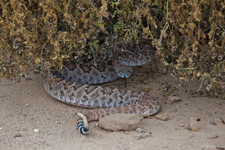 Rattle Snake Coiled Under Bush, Tongue Outの写真素材