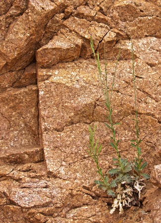 Green Plant Growing out of Barren Rock Face in Desert, Struggle/Defianceの写真素材
